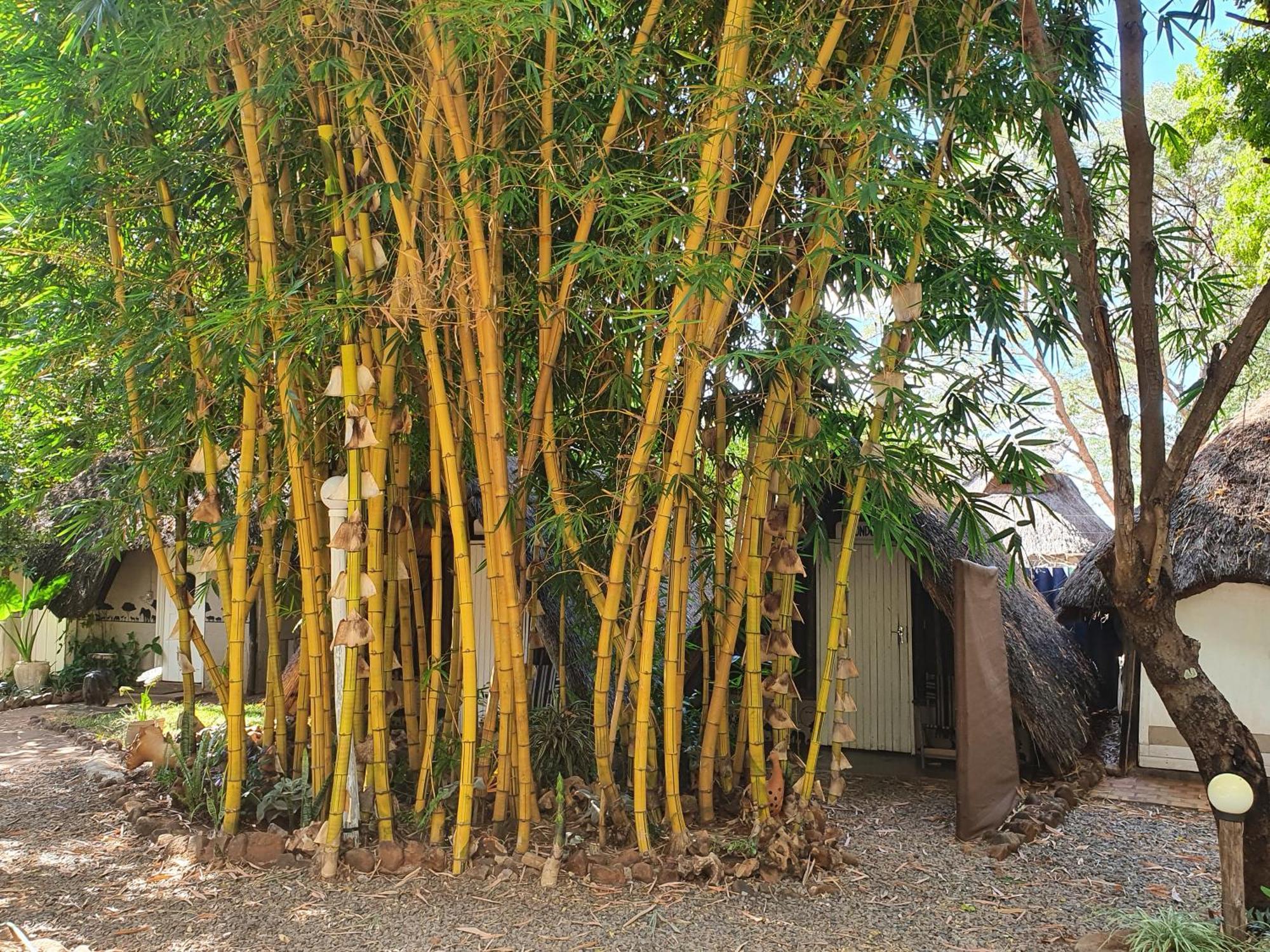 วิกตอเรีย ฟอลล์ แบ็กแพกเกอร์ ลอดจ์ Hostel วิกตอเรียฟอลส์ ภายนอก รูปภาพ